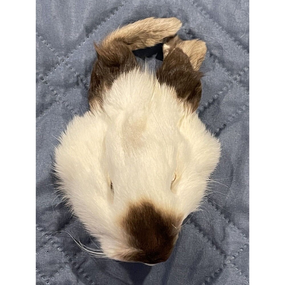 Genuine Rabbit Face Pelt White Brown Real Fur Taxidermy Oddities Curios Craft